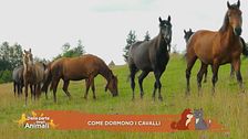 Un cavallo per amico