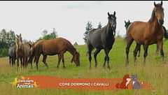 Un cavallo per amico