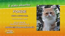 S.O.S Animali