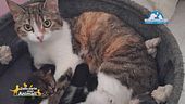 La storia di 7 gatti