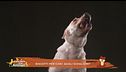 Biscotti per cani: quali scegliere?