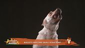 Biscotti per cani: quali scegliere?