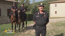 Alla scoperta del Centro di selezione equestre del Reparto Carabinieri Biodiversità di Follonica