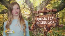 Un albero