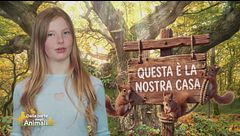 Un albero