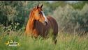 Un cavallo per amico