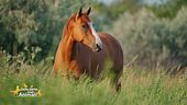 Un cavallo per amico