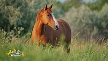 Un cavallo per amico