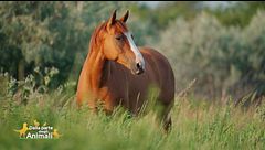 Un cavallo per amico