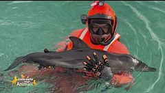 Cucciolo di delfino in difficoltà salvato dalla Guardia Costiera