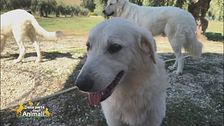 La LEIDAA sezione Notaresco