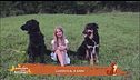 Perché il cane è il migliore amico dell'uomo?