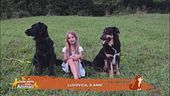 Perché il cane è il migliore amico dell'uomo?