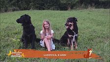 Perché il cane è il migliore amico dell'uomo?