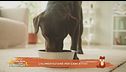 L'alimentazione per cani attivi