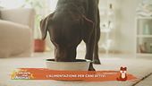 L'alimentazione per cani attivi