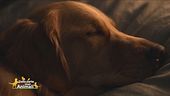Impariamo divertendoci: il cane vuole dormire con te