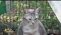 La gattina Litz cerca una famiglia