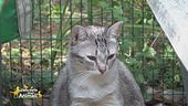 La gattina Litz cerca una famiglia