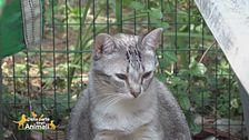 La gattina Litz cerca una famiglia