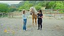 Un cavallo per amico: l'evoluzione del cavallo dalla preistoria ad oggi