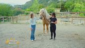 Un cavallo per amico: l'evoluzione del cavallo dalla preistoria ad oggi