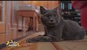 Ciccio il gatto di Vittorio Feltri