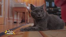 Ciccio il gatto di Vittorio Feltri
