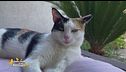 L'associazione Animal Life di Nettuno