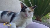 L'associazione Animal Life di Nettuno