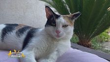 L'associazione Animal Life di Nettuno