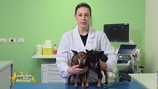 Biscotti e snack per cani e le loro funzioni