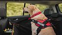 Il cane in auto