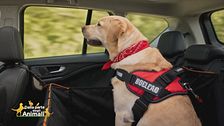 Il cane in auto