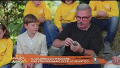 Il colombaccio maggiore