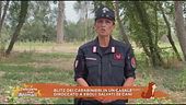 Blitz dei carabinieri in un casale diroccato a Eboli: salvati 38 cani
