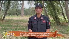 Blitz dei carabinieri in un casale diroccato a Eboli: salvati 38 cani