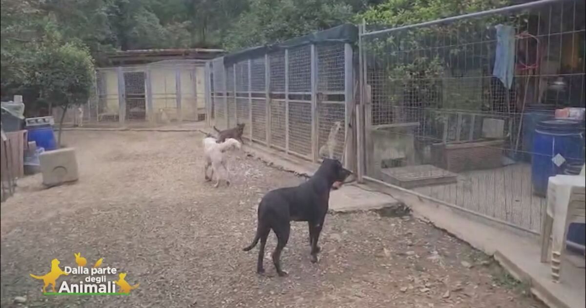 Dalla parte degli animali: Conosciamo 