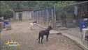 Conosciamo "I cani di Anna"