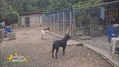 Conosciamo "I cani di Anna"