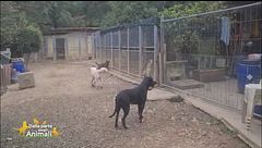 Conosciamo "I cani di Anna"