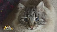 Ritroviamo Simba