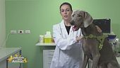 L'alimentazione per i cani attivi