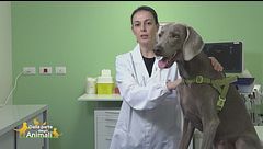 L'alimentazione per i cani attivi