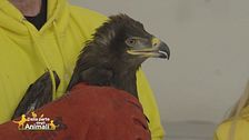 Viola, un'aquila delle steppe