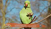 Il parrocchetto: piccolo, colorato e irresistibile