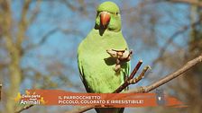 Il parrocchetto: piccolo, colorato e irresistibile