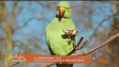Il parrocchetto: piccolo, colorato e irresistibile