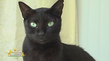 Otis