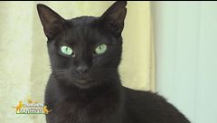 Otis
